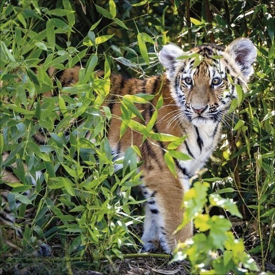 Ημερολόγιο Τοίχου 2025 Big Cats image 6