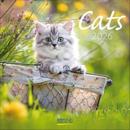 Ημερολόγιο Τοίχου Korsch Verlag 2026 Cats