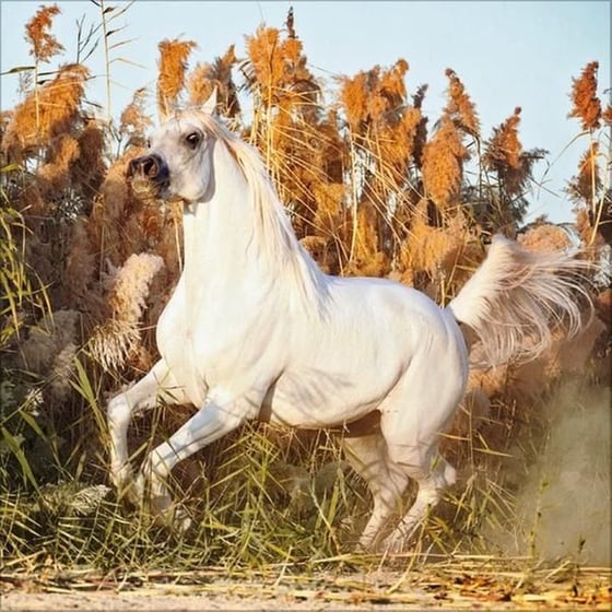 Ημερολόγιο Τοίχου 2025 Horses image 9