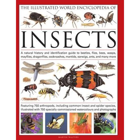 The Illustrated World Encyclopaedia of Insects image 0