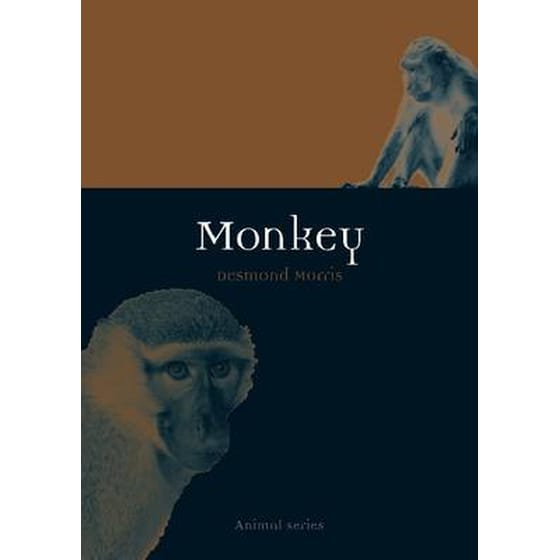 Monkey image 0