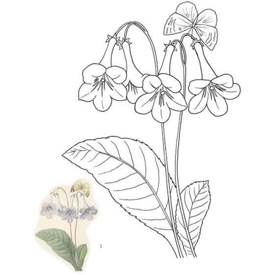 Colouring Flowers image 1