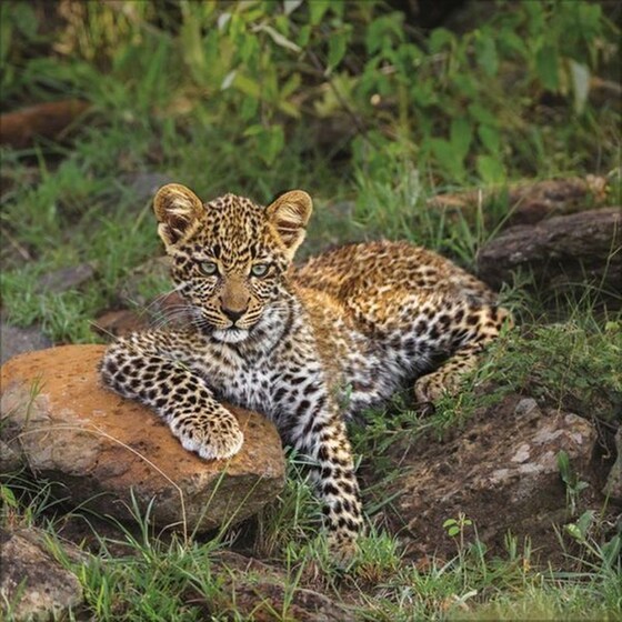Ημερολόγιο Τοίχου 2025 Big Cats image 9