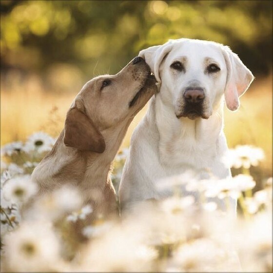 Ημερολόγιο Τοίχου 2025 Retriever image 5