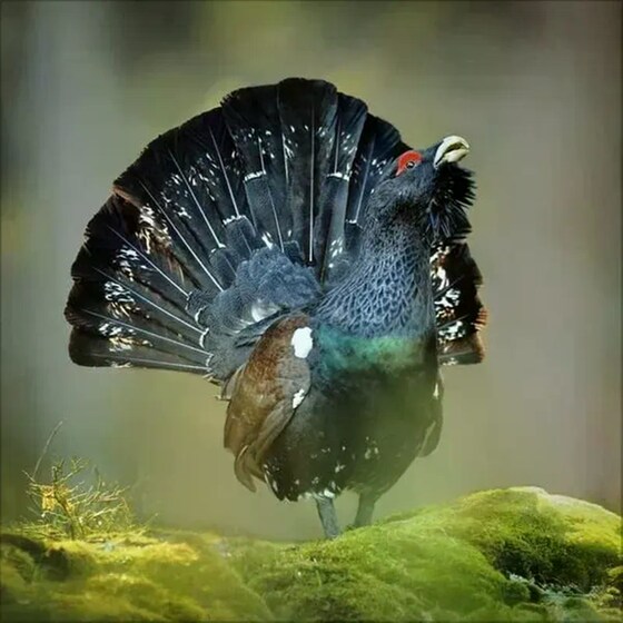 Ημερολόγιο Τοίχου 2025 Tiere des Waldes image 5