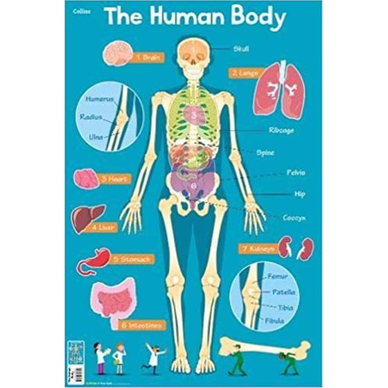 Collins Children’s Poster-Human Body image 0