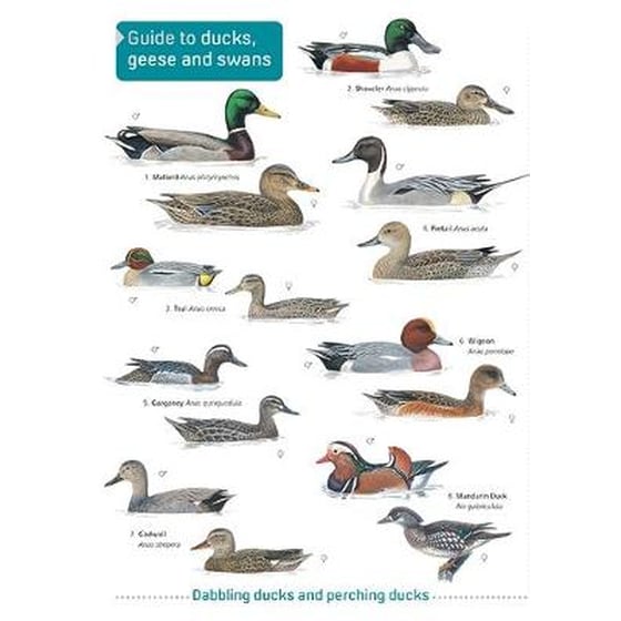 Ducks, Geese and Swans image 0