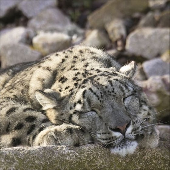 Ημερολόγιο Τοίχου 2025 Big Cats image 11
