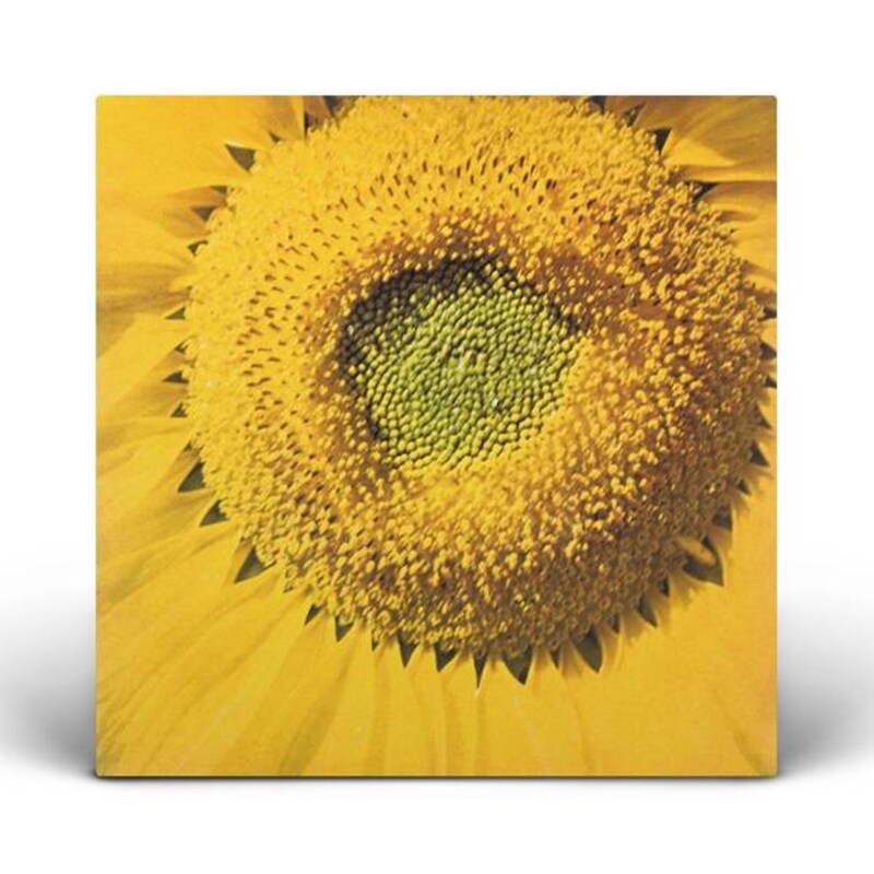 7-Girassol