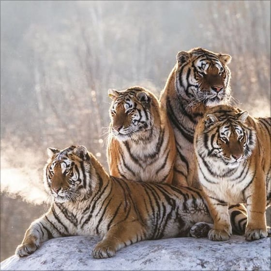 Ημερολόγιο Τοίχου 2025 Big Cats image 12