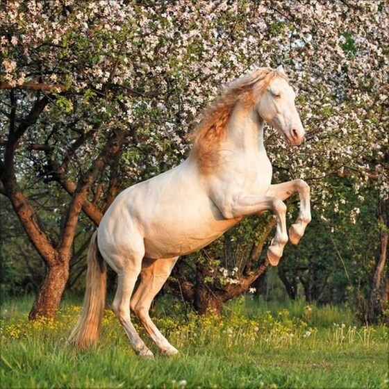 Ημερολόγιο Τοίχου 2025 Horses image 3