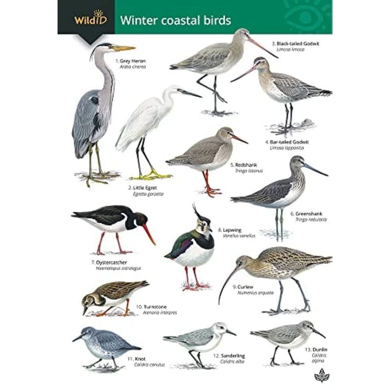 Guide to winter coastal birds