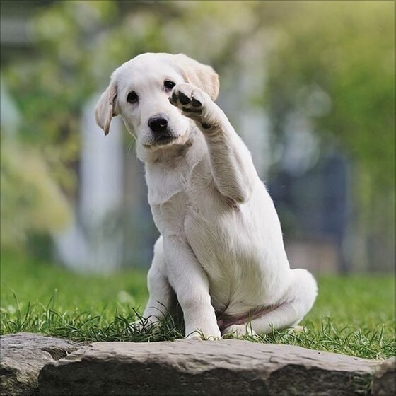 Ημερολόγιο Τοίχου 2025 Retriever image 6