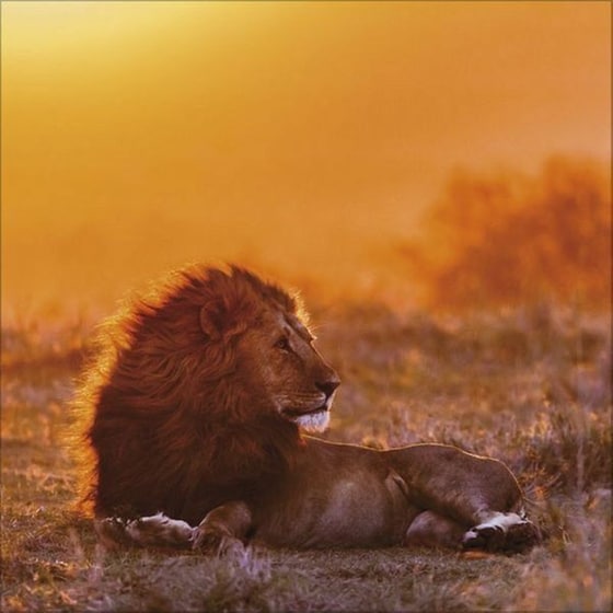 Ημερολόγιο Τοίχου 2025 Big Cats image 8