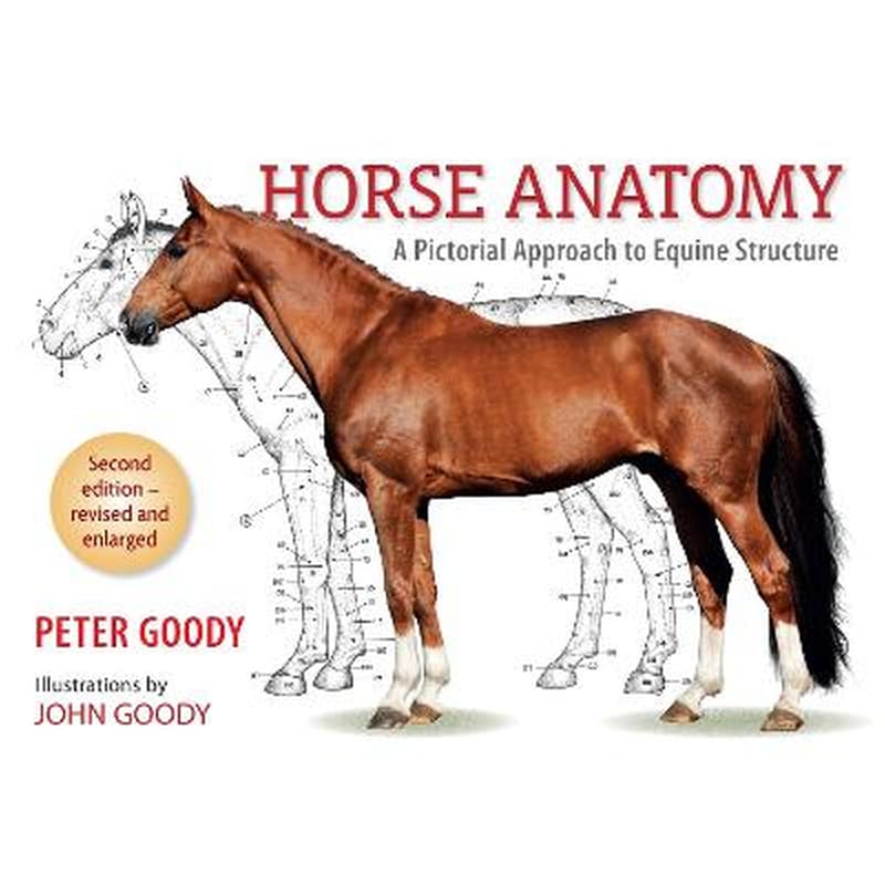 Horse Anatomy