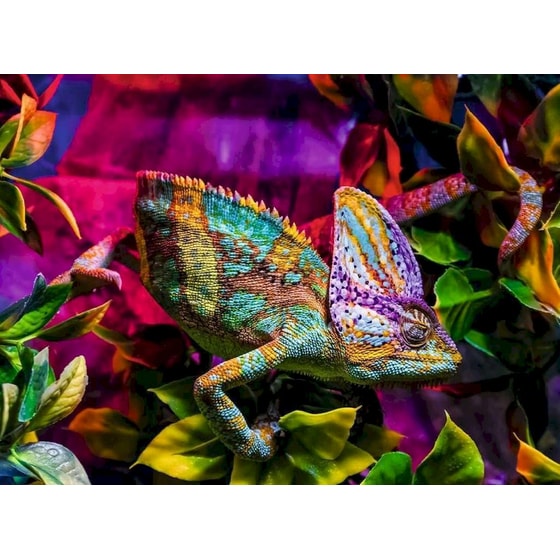 Παζλ Ravensburger Χαμελέων (500 Κομμάτια) image 1