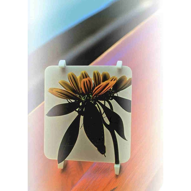 Πουτάνες στον αγώνα