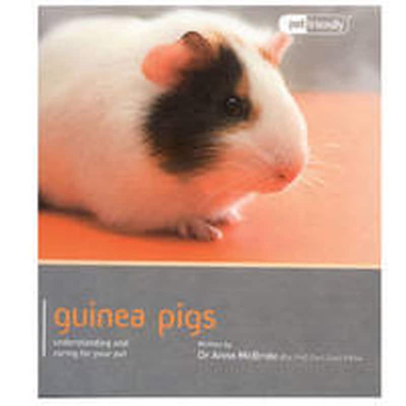 Guinea Pig - Pet Friendly