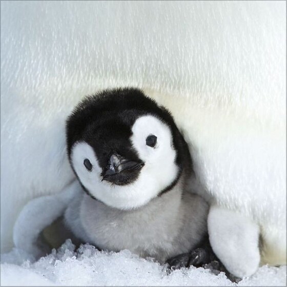 Ημερολόγιο Τοίχου 2025 Pinguine image 11