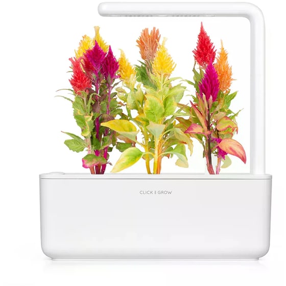 Κάψουλες Click and Grow 3 Τμχ - Σελόσια image 2