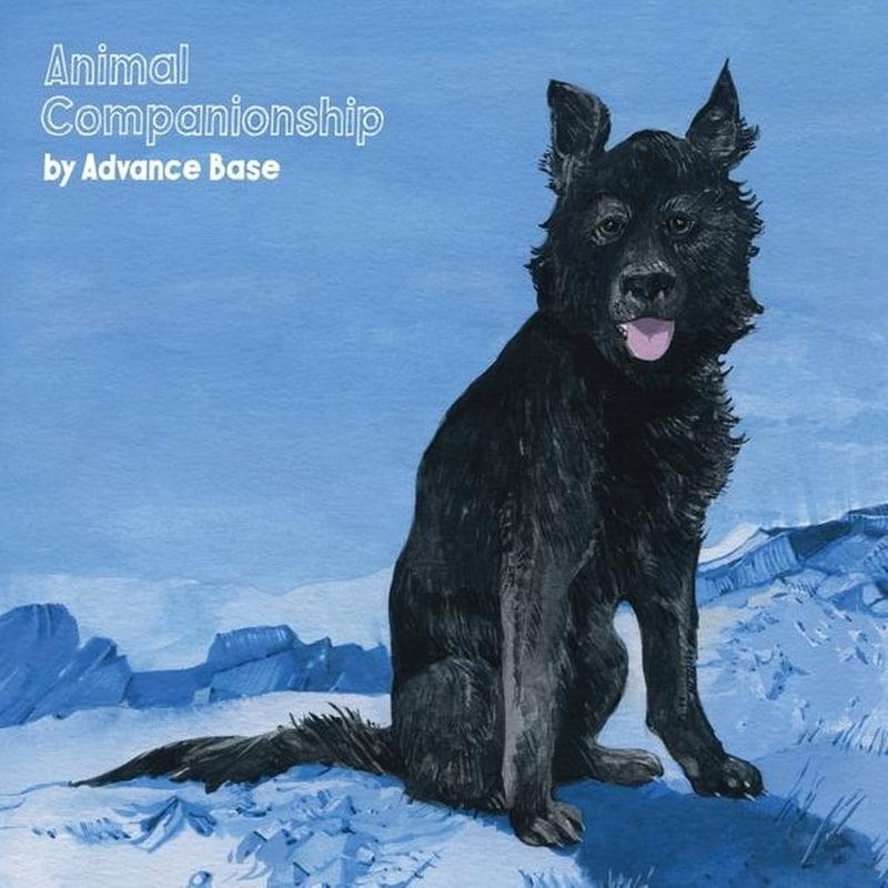 Animal Companionship