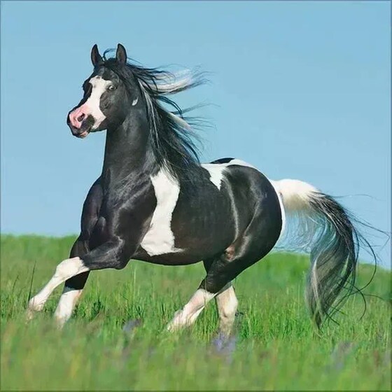 Ημερολόγιο Τοίχου 2025 Horses image 5