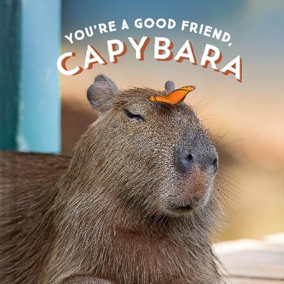 You're a Good Friend, Capybara image 0
