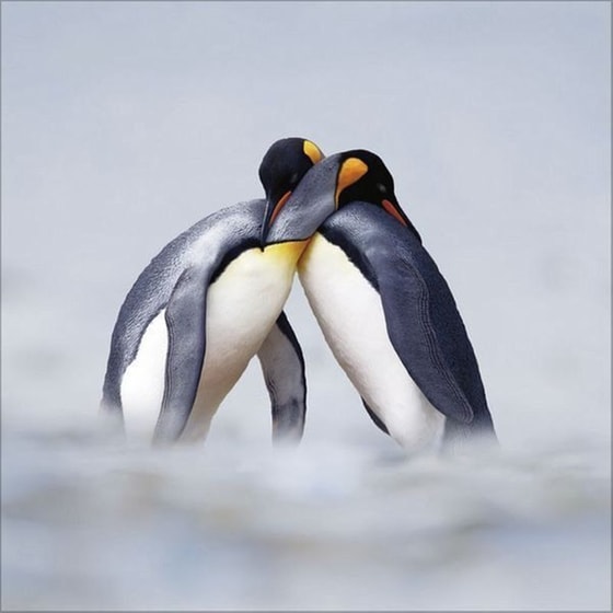 Ημερολόγιο Τοίχου 2025 Pinguine image 4