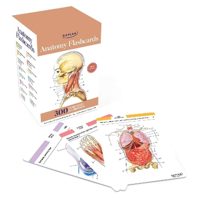 Anatomy Flashcards: 300 Flashcards with Anatomically Precise Drawings and Exhaustive Descriptions