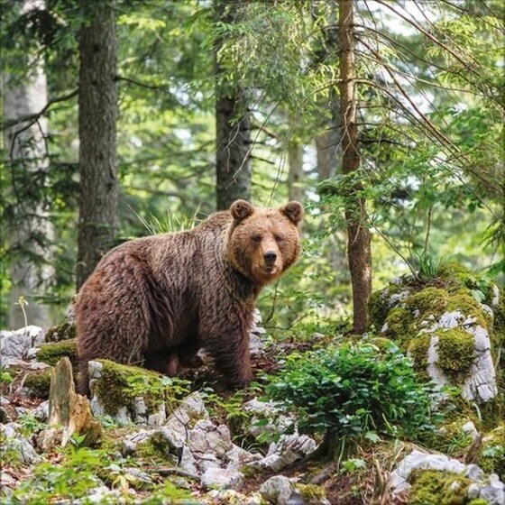 Ημερολόγιο Τοίχου 2025 Tiere des Waldes image 8