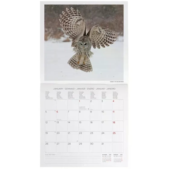 Ημερολόγιο Τοίχου Legami 2026 Outstanding Owls 30x29cm image 1