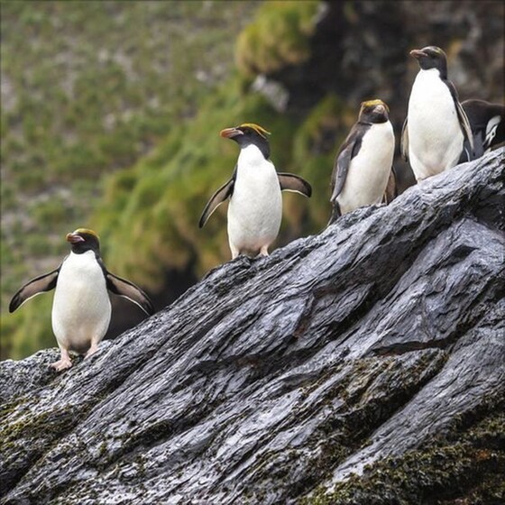 Ημερολόγιο Τοίχου 2025 Pinguine image 8