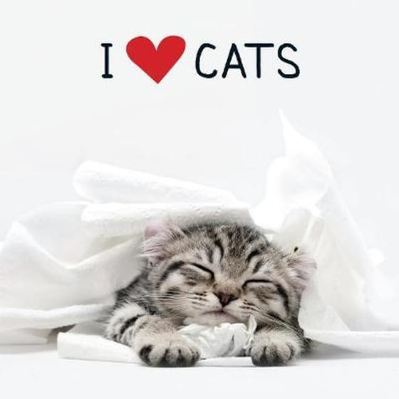 I Love Cats image 0