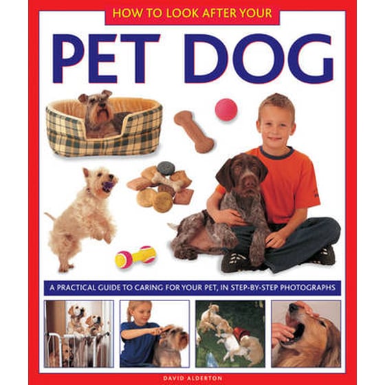 How to Look After Your Pet Dog image 0