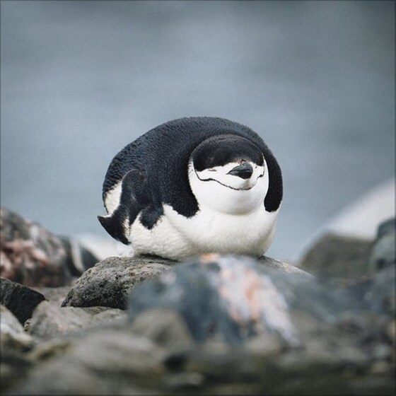 Ημερολόγιο Τοίχου 2025 Pinguine image 3