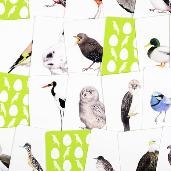 Match a Baby Bird image 7