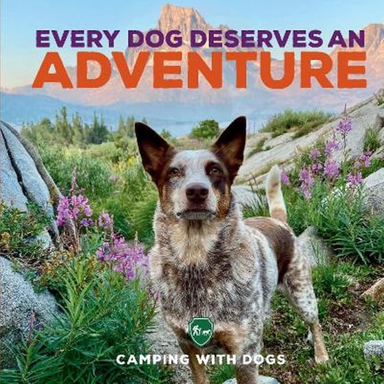 Every Dog Deserves an Adventure image 0