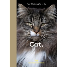 New Photography of the Cat.