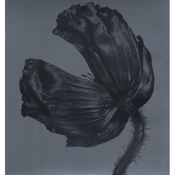 Release (2017 Remastered Version) image 0