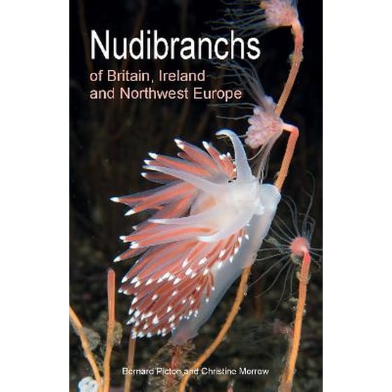 Nudibranchs of Britain, Ireland and Northwest Europe image 0