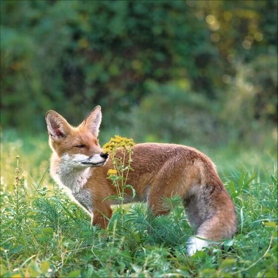 Ημερολόγιο Τοίχου 2025 Tiere des Waldes image 4