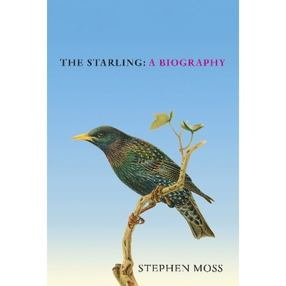 The Starling image 0