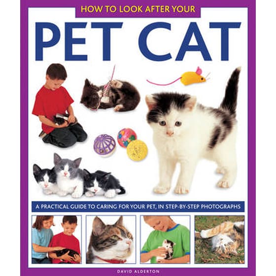 How to Look After Your Pet Cat image 0
