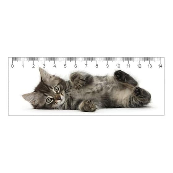 3D Χάρακας Map Cards Sro Γατάκι Tabby 15 cm image 0