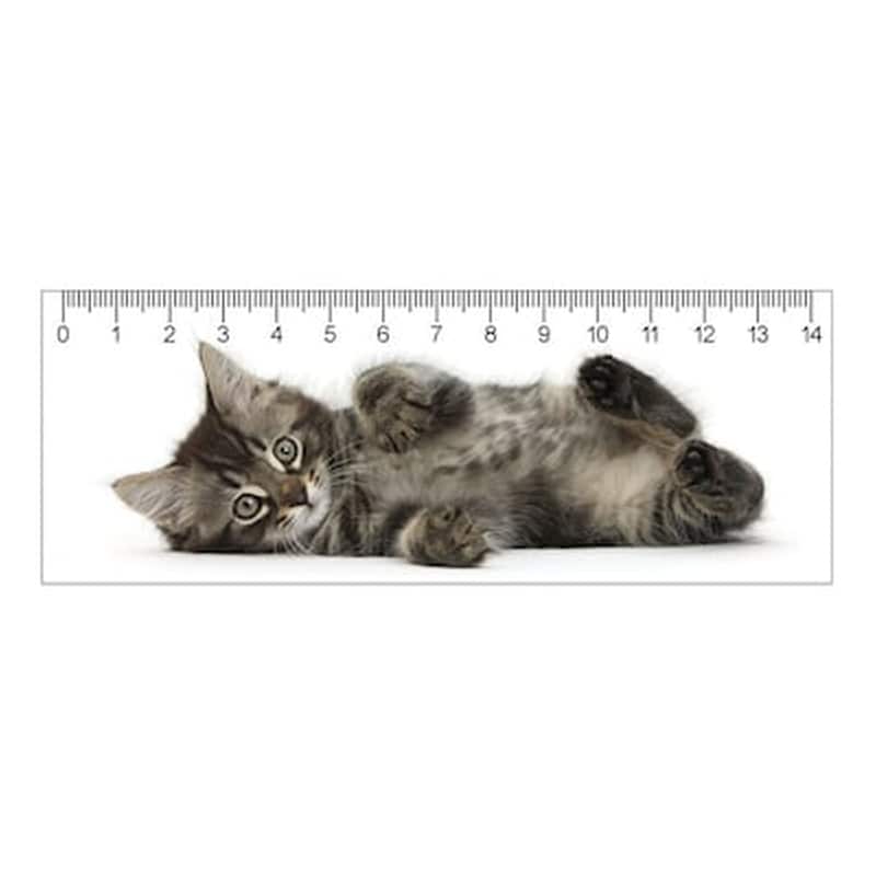 MAP CARDS SRO 3D Χάρακας Map Cards Sro Γατάκι Tabby 15 cm