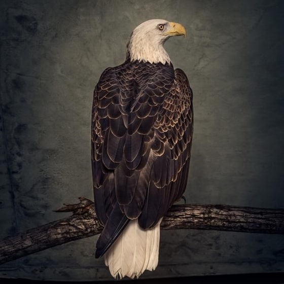 Book Of Bad Decisions (Limited2lp Picture Disc) image 0