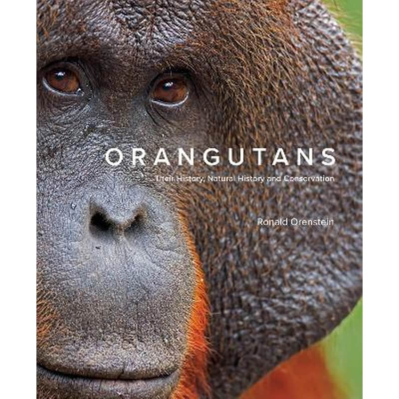 Orangutans