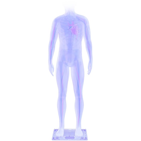 WITHINGS Body + Ψηφιακή Ζυγαριά Σώματος Λευκό image 4