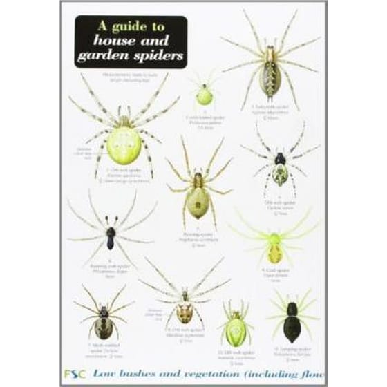 A Guide to House and Garden Spiders image 0