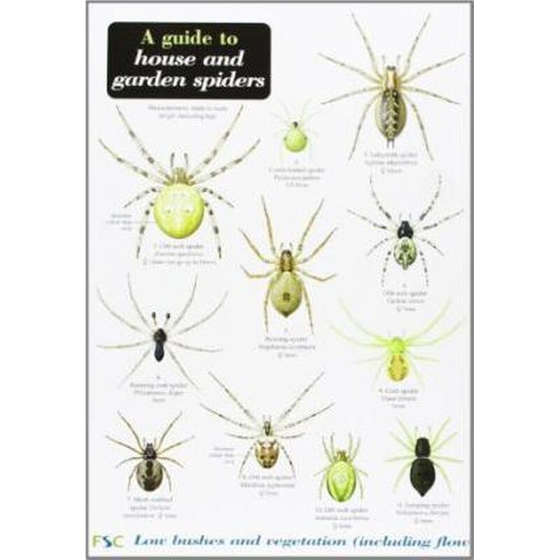 A Guide to House and Garden Spiders